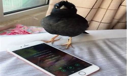 财经直播八哥(八哥的直播频道)_https://www.haiwangdasha.com_北交所_第1张