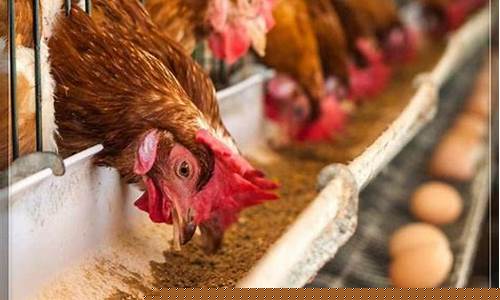 明年养鸡的市场分析(明年养鸡的市场分析报告)_https://www.haiwangdasha.com_北交所_第1张