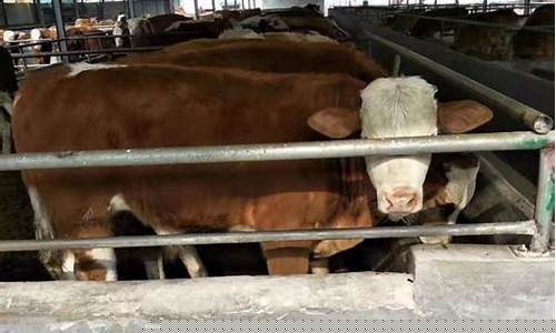 土黄牛价最新行情今日牛价(土牛价格)_https://www.haiwangdasha.com_创业板_第1张